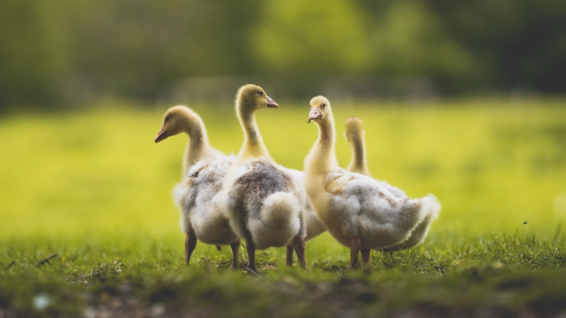 惊天逆转！广东队加时险胜勇士，詹姆斯独揽50分尽显王者风范