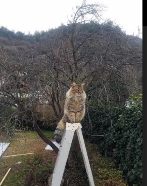 以足篮为镜，詹姆斯关键进球如何映照欧冠的灵魂之战