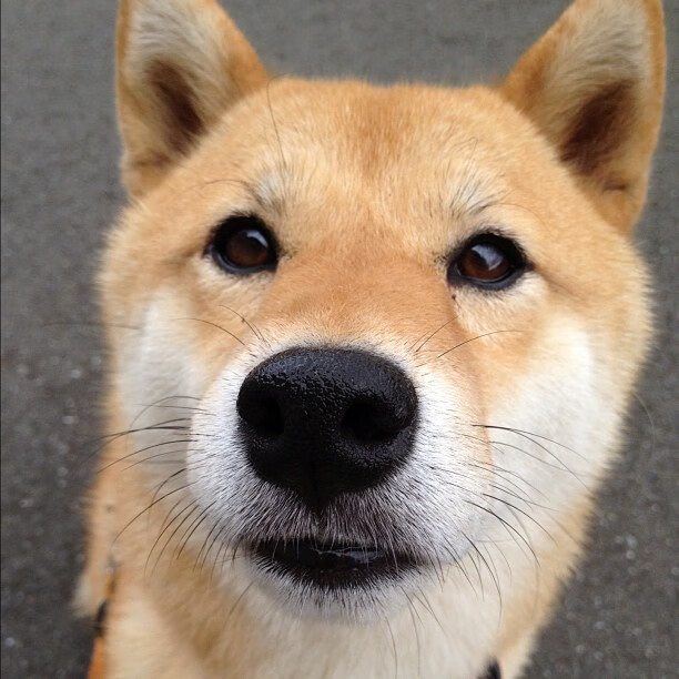 强压之下无屈膝，暗影之中亮剑芒，当雄鹿的铁蹄遇见勇士的孤光