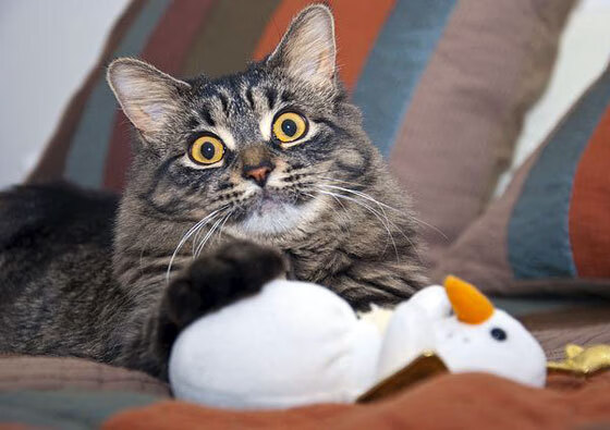 苏格兰一波带走阿尔及利亚，凯恩赛后评分拉满，绿茵场上的奇迹之夜！