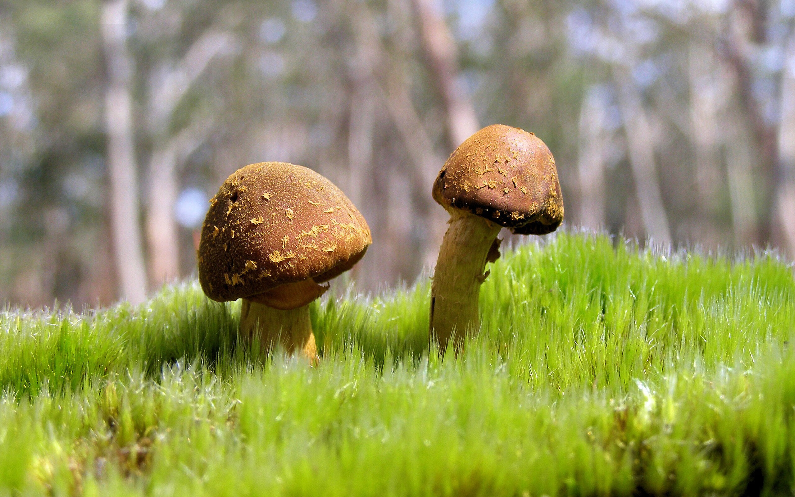 独一无二的对决，格列兹曼一传一射定乾坤