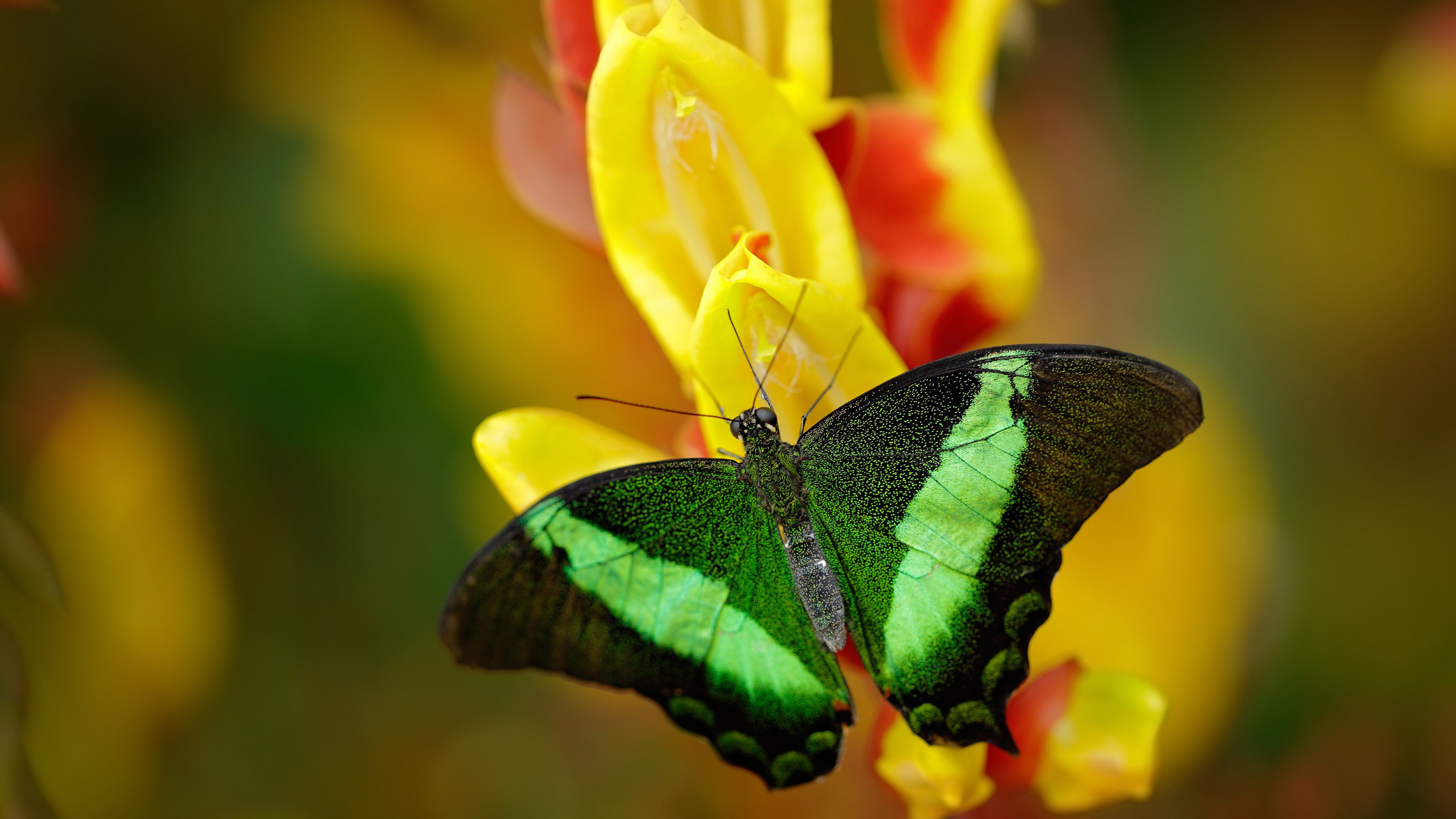 凿穿巴黎的孤勇者，孔德用单骑叩关，击碎法国橄榄球的世纪骄傲