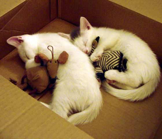 开云体育官网-唯一主宰者，乔治用独一无二的节奏美学终结悬念