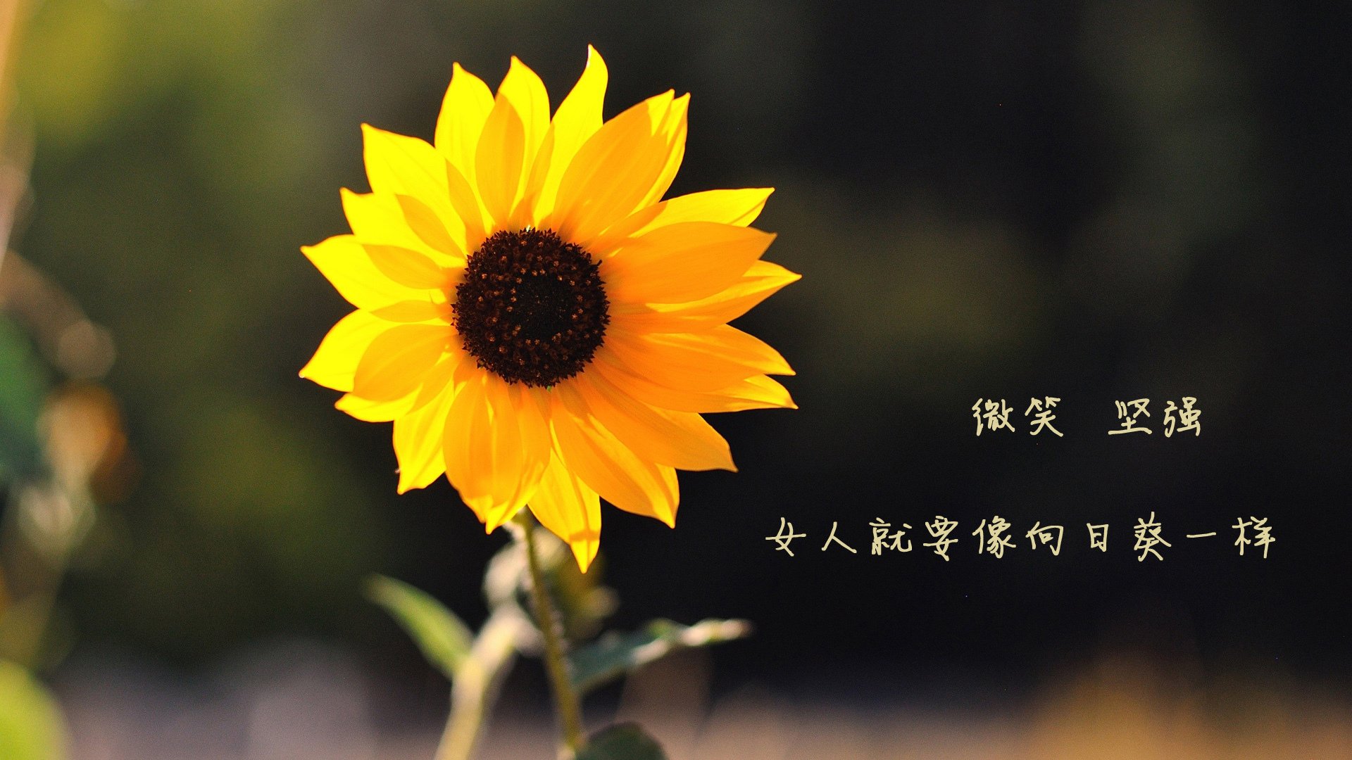 古典大师的绝唱,当德容用上帝视角击穿欧洲铁幕,乌拉圭为2026写下唯一注解